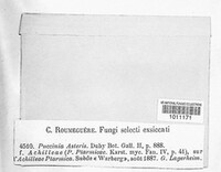 Puccinia asteris image